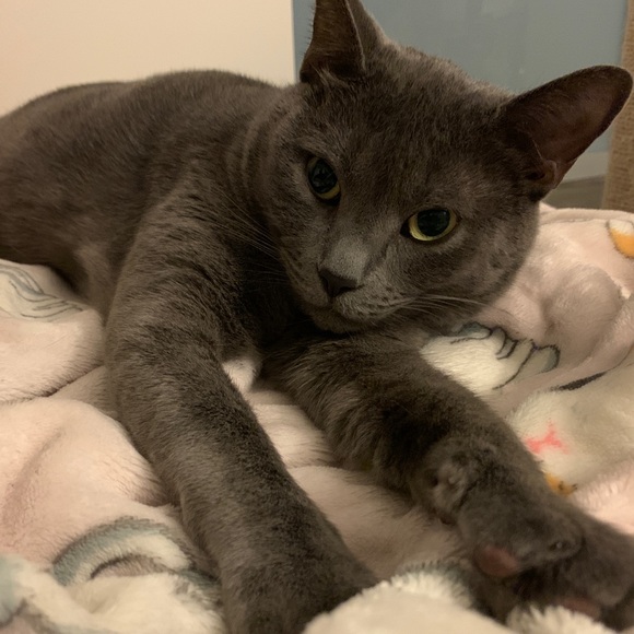 Meet your Posher, Jasmine - Picture 1 of 1